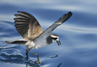 White faced storm petrel 103044.jpg